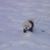 Donna Mance Minish's profile image
