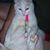 Candy Bornsen's profile image