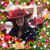 Cheri Clow's profile image