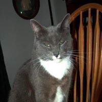Wooie Wight's profile image