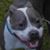 Thomas A Gaul Jr.'s profile image