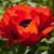 Anna Walsh's profile image