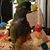 Skittles Conure's profile image