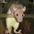 Meeaki Nani's profile image