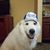 Ron Morrow's profile image
