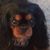 Donna-lee Hamilton Borovansky's profile image