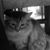 Gisele Pincus's profile image