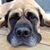Anne Rossa Bradach's profile image
