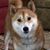 Michele Grace's profile image