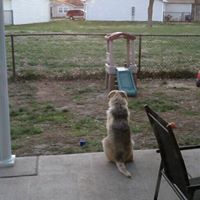 Bruce Murray's profile image