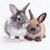 Jeannot Lapin's profile image