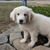 Lori Greer's profile image