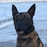 Oddi Belgian M.'s profile image