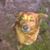 Lisa Lovelace Baucom's profile image
