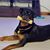 Jiminey Cricket's profile image