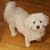 Grace Koehler Sortland's profile image