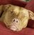 Libby Roo-Lou's profile image
