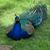 Mike Peacock's profile image