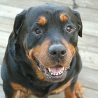 Joye Witt Fields's profile image