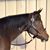 Carrie Lynn Steinborn's profile image