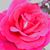 Isdareli Gaytan's profile image