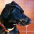 Yiannis Spanolios's profile image