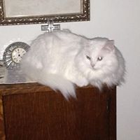 Joyce Clifford's profile image
