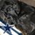 Cheryl Campbell's profile image