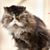 Debra Reynolds's profile image
