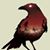 Steph Holt's profile image