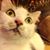 Loring Phillips's profile image