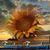 Donna Dowdall's profile image