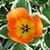 Tammy Morris Rudolph's profile image