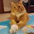 Tanya Tarail's profile image