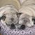 Dianne Fabricant's profile image