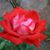 Martha Velasco's profile image