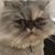 Cathrine Romeo Keller's profile image