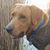 Perry Hintz's profile image