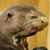 Andy Perales's profile image
