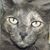 Cindy Mugnaini's profile image