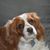 Dave Goff's profile image