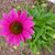Francine Mccarty's profile image