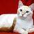 Kat Hedgewig's profile image