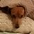 Dennis Nagy's profile image