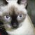 April Hunnewell's profile image