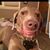 Vickie Shaftner's profile image
