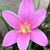 Lori Lynn Montecillo's profile image