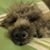 Chizuru Watanabe's profile image