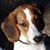 Gerrit Klijnhout's profile image
