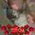 Kathy Schmitz Montgomery's profile image